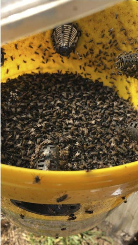 Piège à mouches flybuster avec seau de 10l et activateur ZAPI FARM - 60135