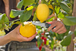 VeggieCut - GARDENA - 12211-20