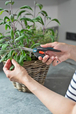 Sécateur FreshCut Set - GARDENA - 12212-36