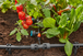 Réducteur en T 13 mm - 4.6 mm - GARDENA - 13204-26