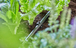 Support de tuyau ½“ - GARDENA - 13208-26