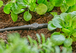 Jonction droite 4.6 mm - GARDENA - 13213-26