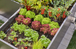 Bouchons 4.6 mm - GARDENA - 13215-20