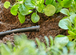 Bouchons 4.6 mm - GARDENA - 13215-26