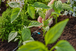 Goutteur en ligne auto-régulant 2 l/h - GARDENA - 13317-26