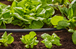 Tuyau pour arrosage goutte-à-goutte13 mm (1/2