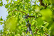 Coupe-branches HighCut 250/18V P4A - sans chargeur ni batterie - GARDENA - 14774-55