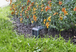 Capteur météo connecté smart sensor GARDENA - 1904020