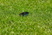 Kit smart irrigation Control Sensor - GARDENA - 19210-20