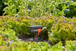 Arroseur oscillant Pipeline - GARDENA - 8251-20