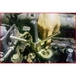 Kit de démontage des ressorts de soupapes pour DAF (CF85) KSTOOLS - 4603670