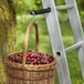Porte-accessoires pour Echelle - MOTTEZ - B001Q